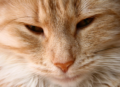 猫的特写