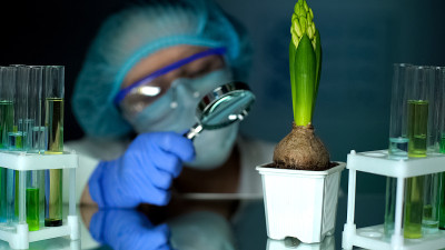 生物学家用放大镜检查风信子，植物学分析，育种
