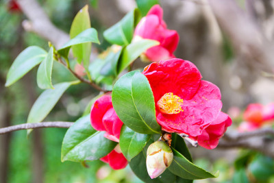 茶花开花的树