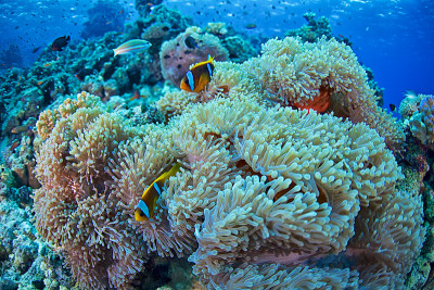 小丑fish-Amphiprion bicinctus