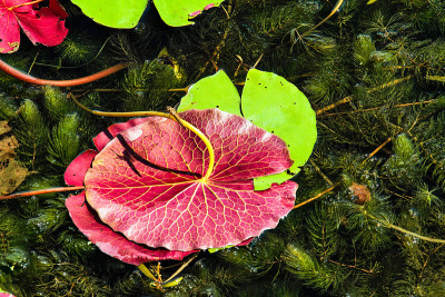 莲花种植园在缅甸茵莱湖，前缅甸