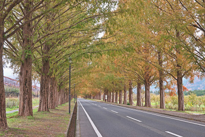 39、水杉林荫路上的秋叶