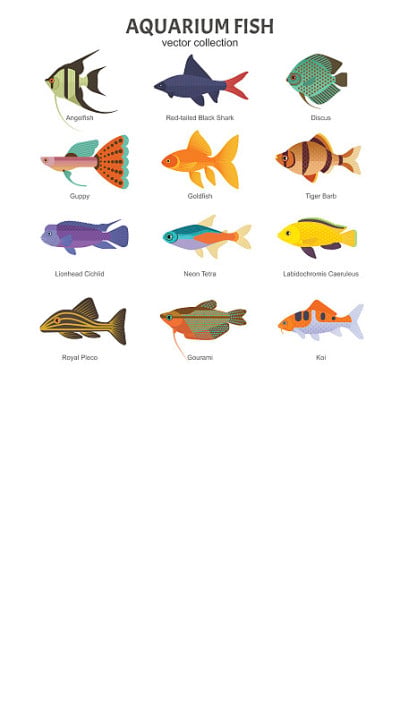 水族箱淡水鱼集。