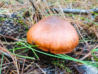 蘑菇
