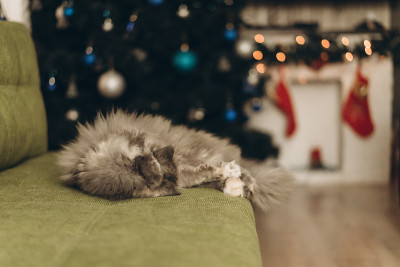 毛绒绒的猫在新年树的背景，散焦从一个花环。选择性对焦，胶片和颗粒照片