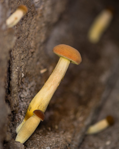 窖中胡椒bolete蘑菇(Chalciporus piperatus)