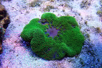 绿毯海葵-海银莲花
