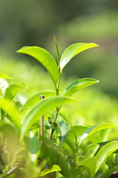 鲜绿茶种植园