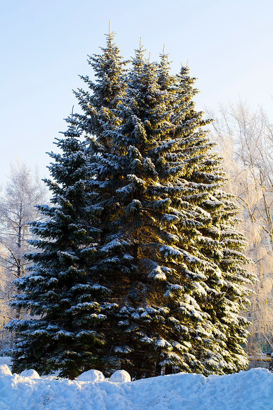 杉树在冬天被雪覆盖