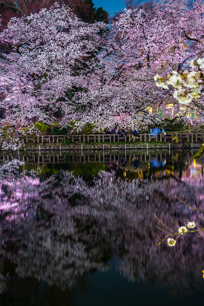 猪冢公园的樱花(猪冢公园)