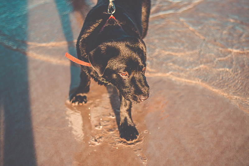 黑色拉布拉多寻回犬站在沙滩上的水里