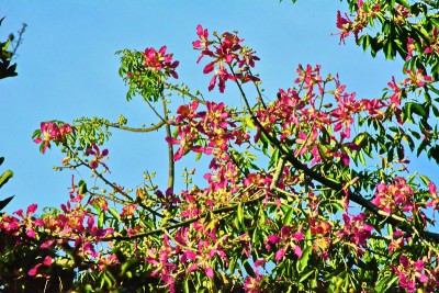 粉红色的花