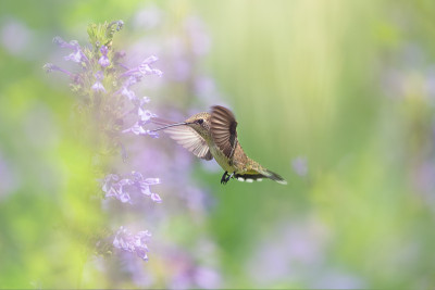 蜂鸟