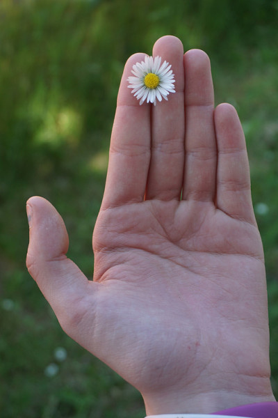 花在手指之间