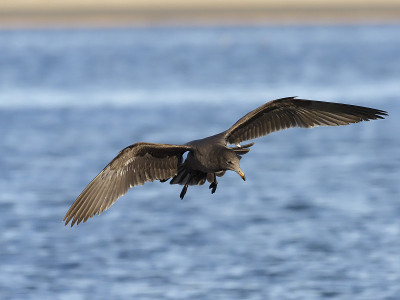 Heermann's gull, Larus heermanni