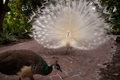 展示雄性白孔雀Pavo cristatus