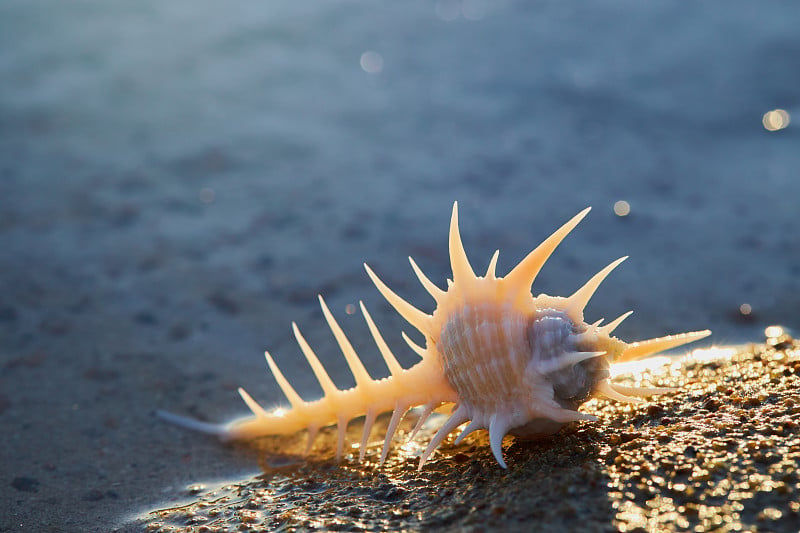 维纳斯梳子murex (murex pecten)在一个自然的海洋背景与复制空间