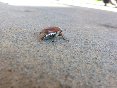 6月甲虫