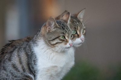 双猫
