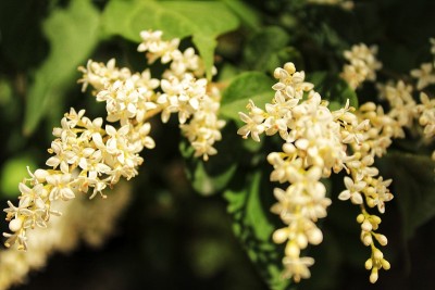 镓石砂白花
