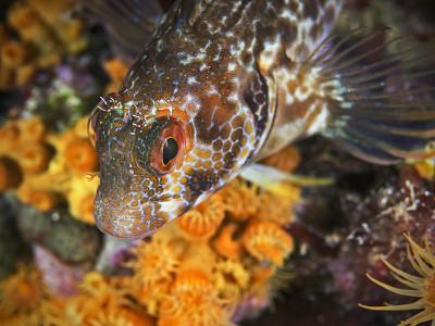 变量blenny，变量Schleimfisch (pilicornis)