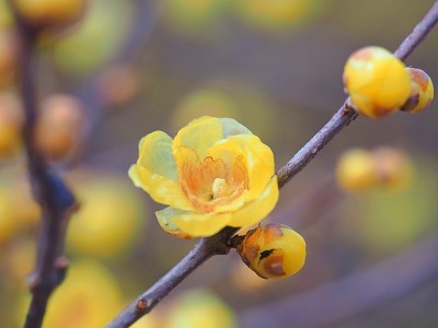 Chimonanthus praecox，日语叫Roubai