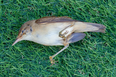 死去的小鸟
