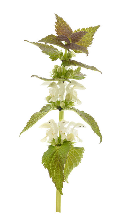 白色dead-nettle