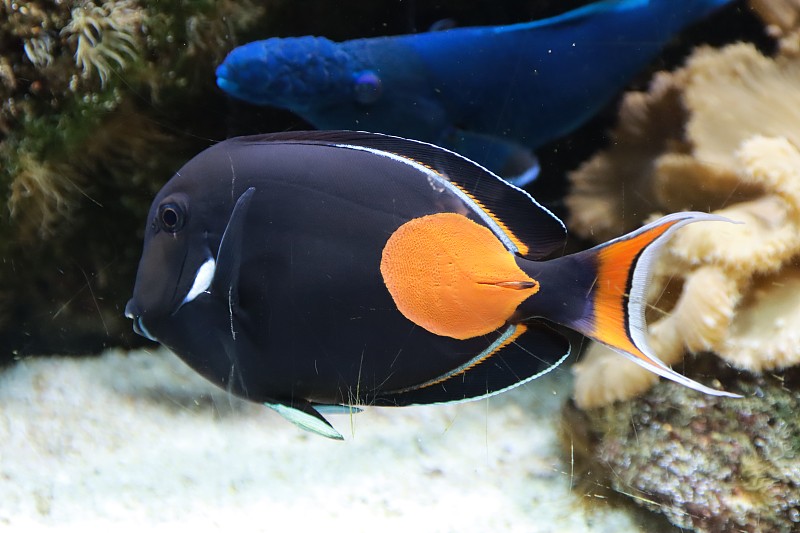 在勒嫩的欧维汉兹动物公园水族馆里游泳的珊瑚鱼