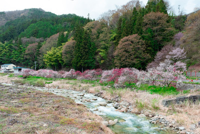 日本长野蛭神温泉的桃树