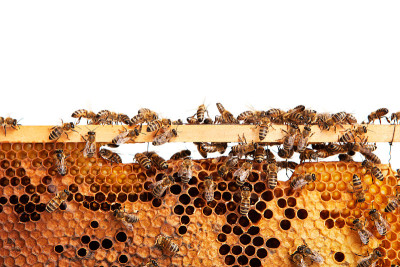 Bees on a honeycomb