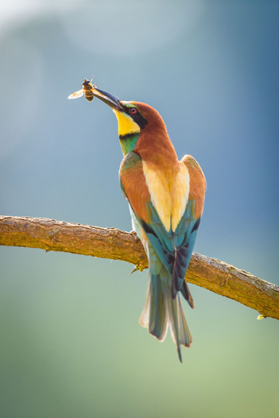 Bee-eater in a natural oasis