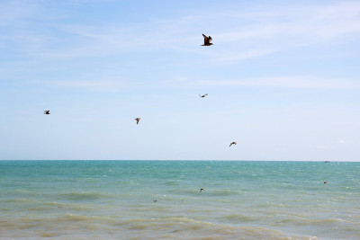 海鸥