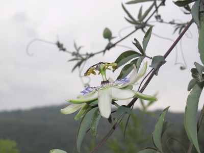 西番莲Caerulea