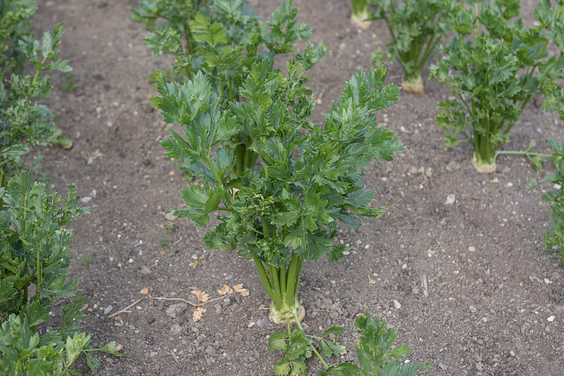 有机块根芹植物(Apium gravolens变种rapaceum)在英国德文郡的田园菜园中种植