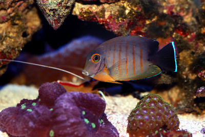 拟态伊布里堂(Acanthurus tristis)