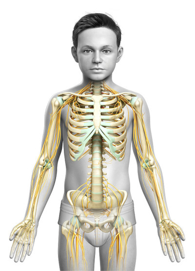 一个小男孩的神经系统和骨骼系统的3d渲染医学精确的插图