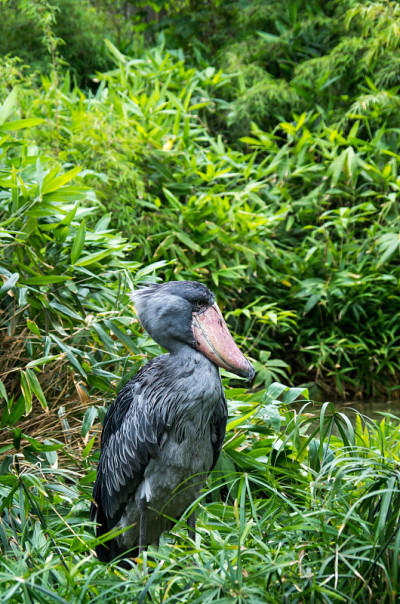 Shoebill
