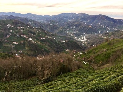 红茶新茶村