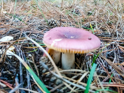 蘑菇