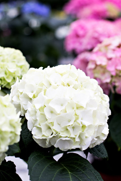 绣球花macrophylla