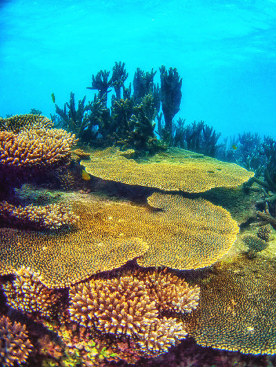 Cape Range国家公园的珊瑚礁