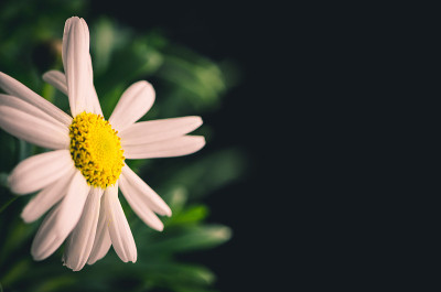 雏菊花