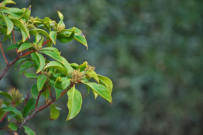 Kalmia
