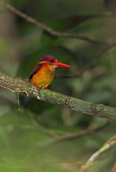 Rufous-backed翠鸟