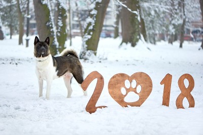 祝你2018年新年快乐