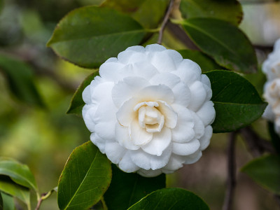 山茶是一种在花园里的花