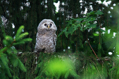 幼小的乌拉尔猫头鹰，Strix uralensis，小鸡在一个繁茂的北方森林在爱沙尼亚的自然