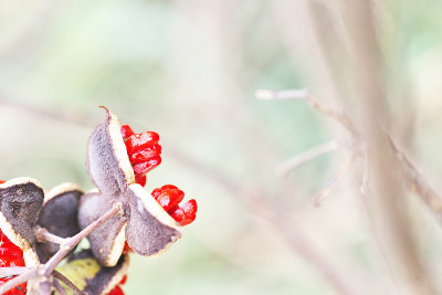 Pittosporum tobira