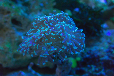 水族馆中的海葵